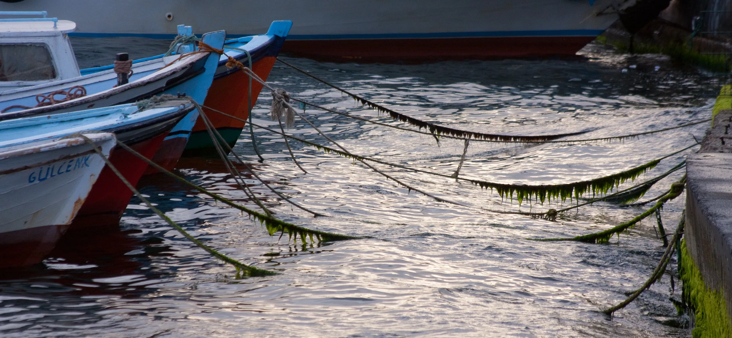 Seaweed on mooring lines, Galata