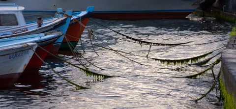 Seaweed on mooring lines, Galata