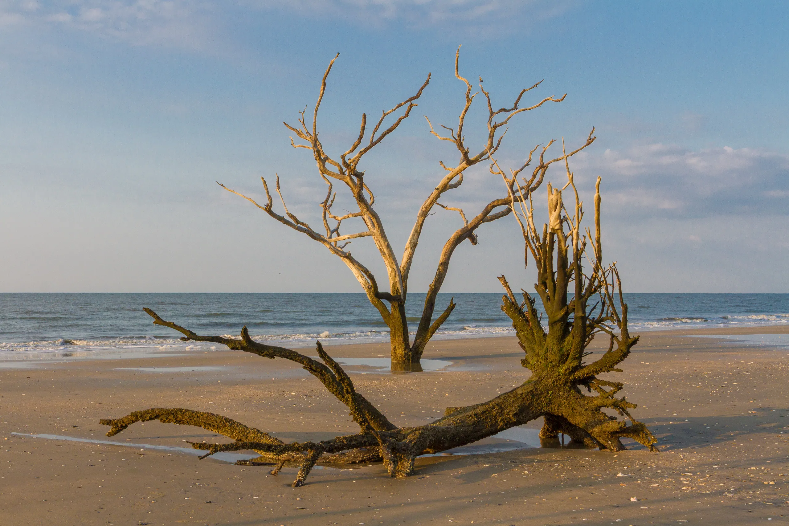 Botany Bay's Ghost Oaks