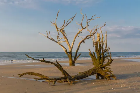 Botany Bay's Ghost Oaks