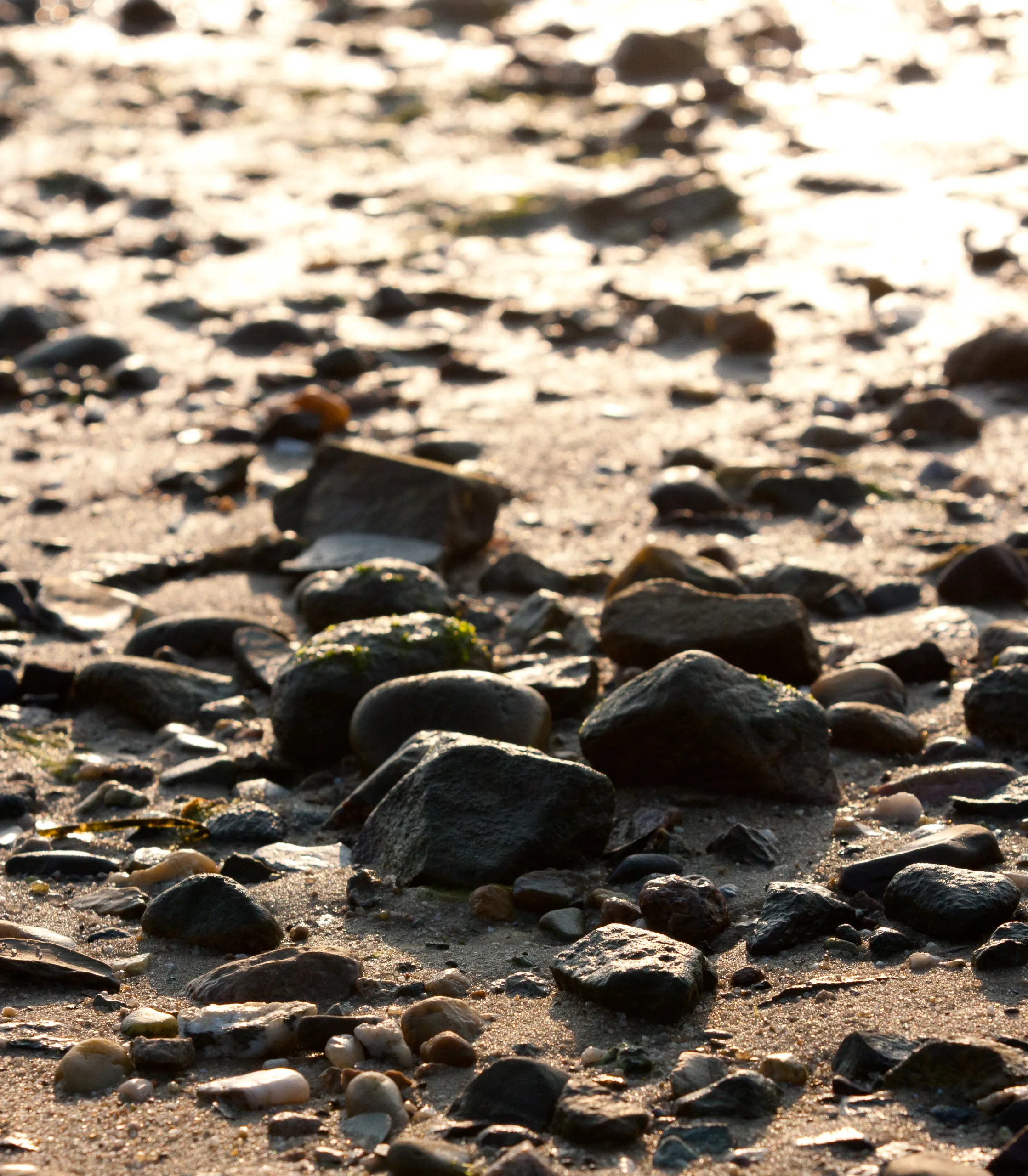 Dawn Beach Detail, Stage Harbor