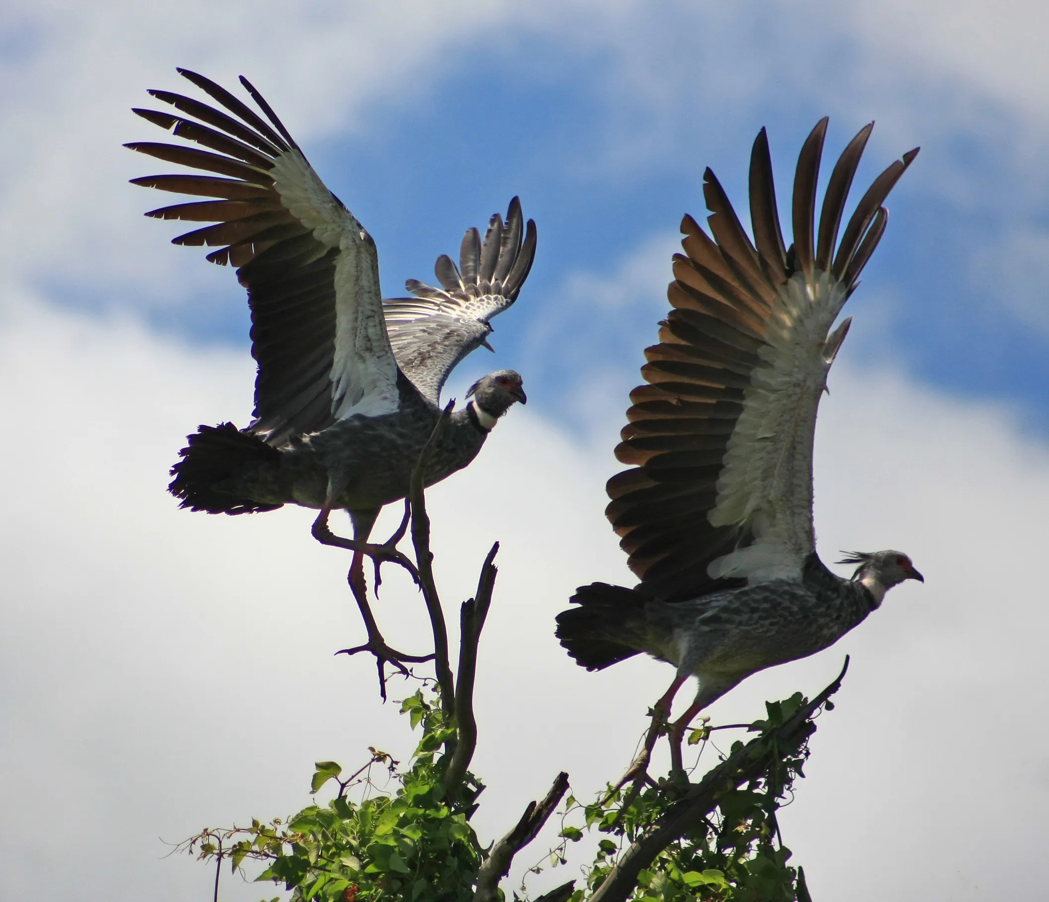Pair of Crested Screamers, Rio Yacuma, Northern Bolivia