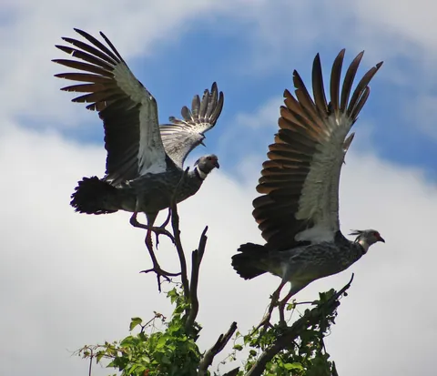 Pair of Crested Screamers, Rio Yacuma, Northern Bolivia