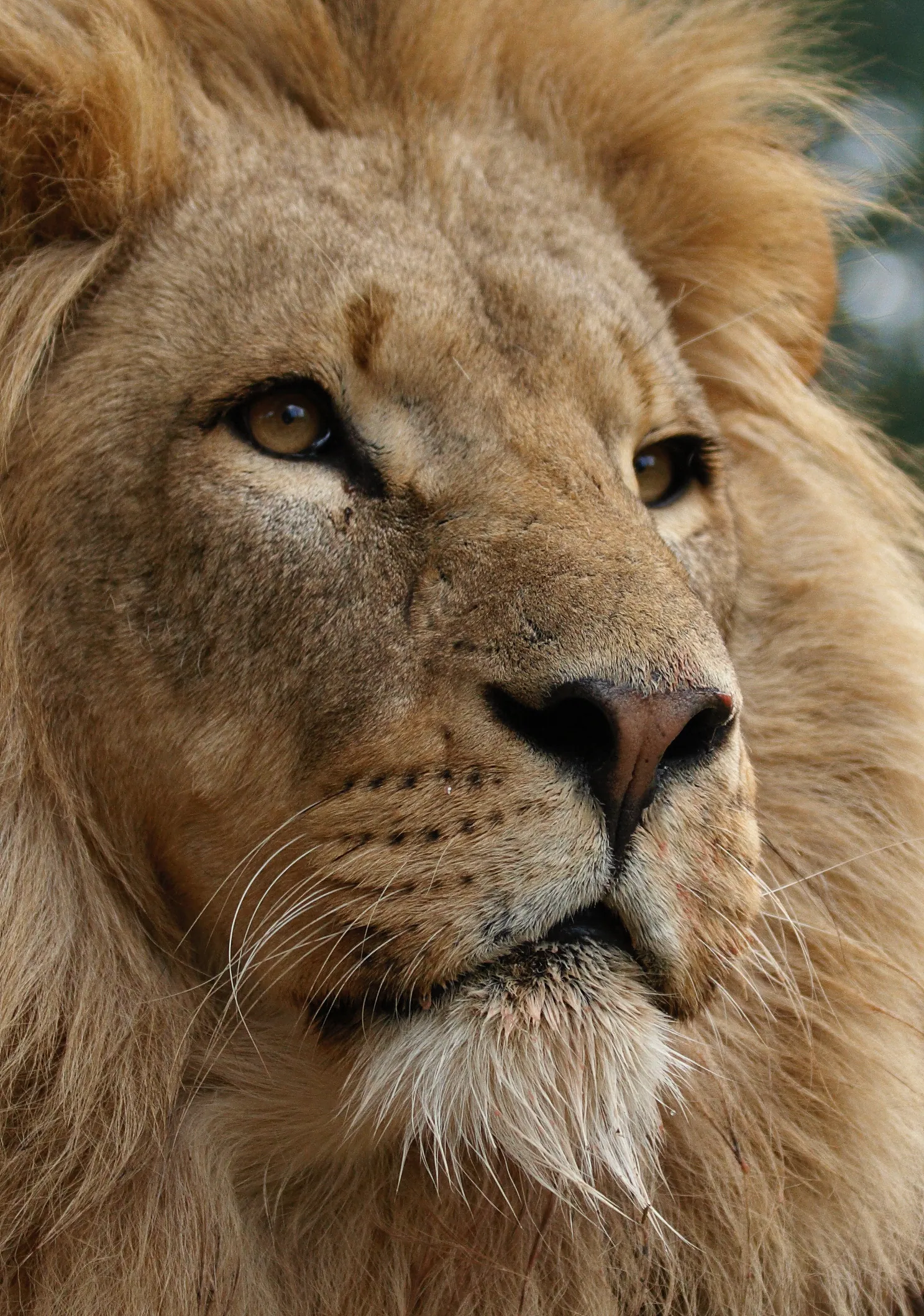 African Lion