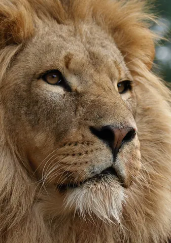 African Lion