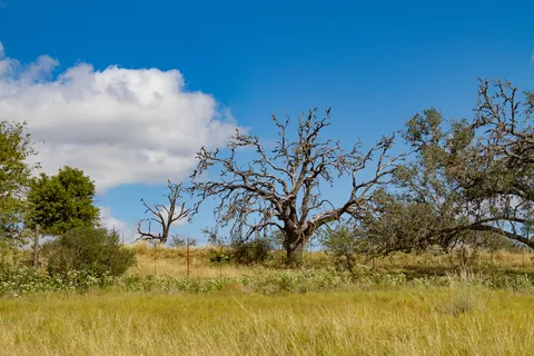 Canyon Wren Ranch - Oak Decline