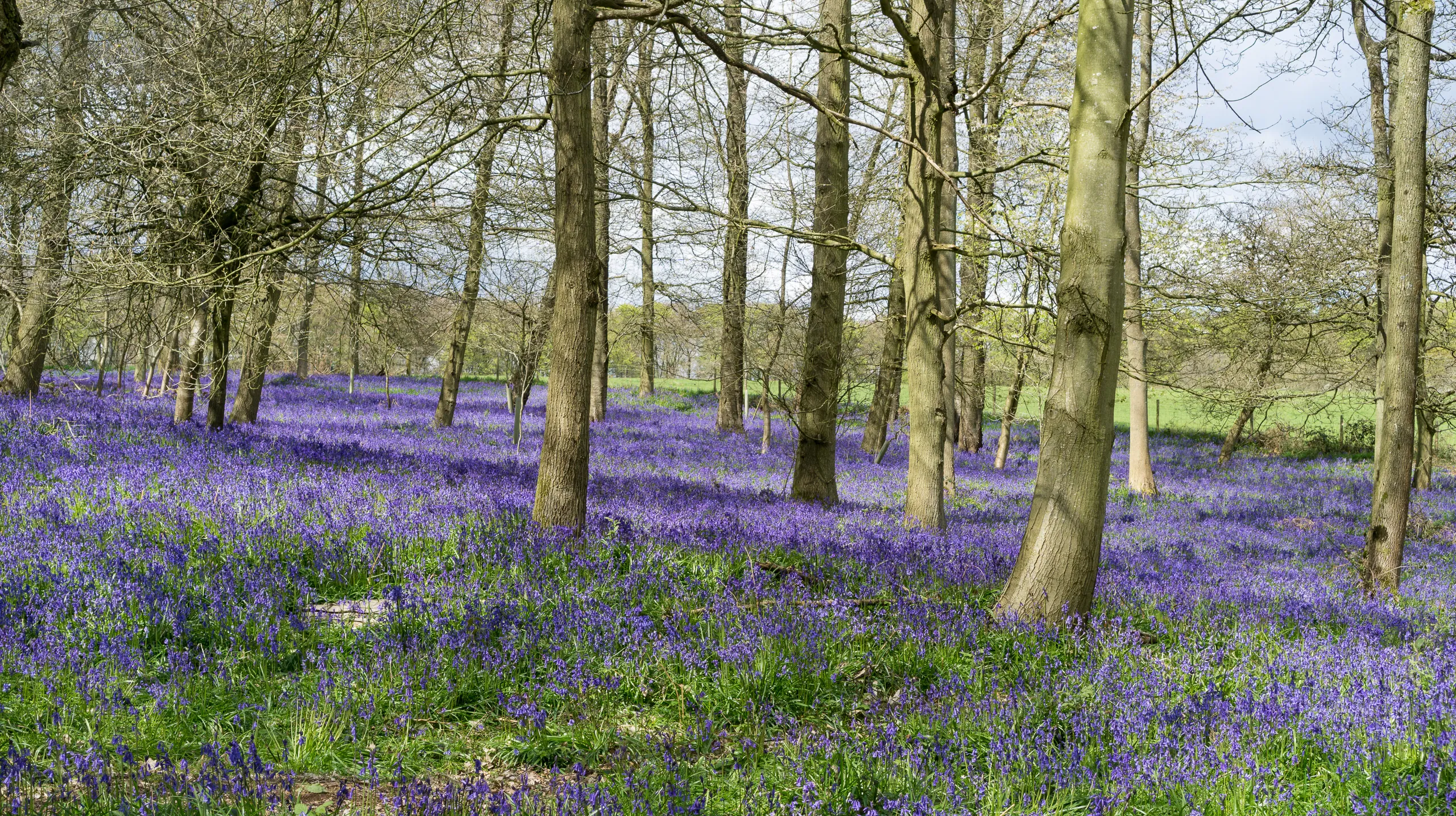 Bluebell Woods, Grey's Court