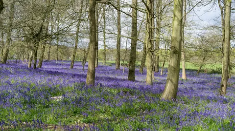 Bluebell Woods, Grey's Court