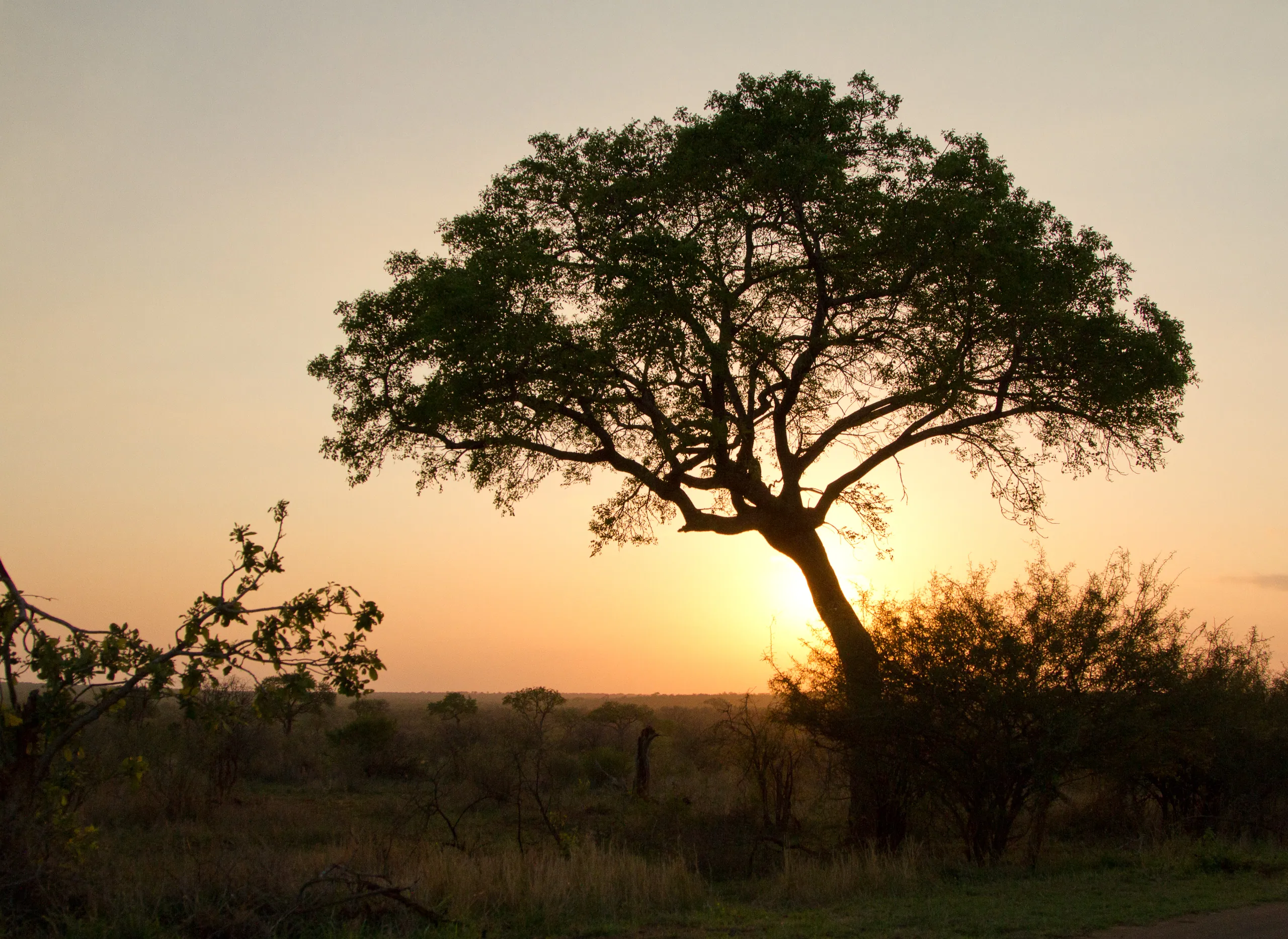Kruger Park Sunset