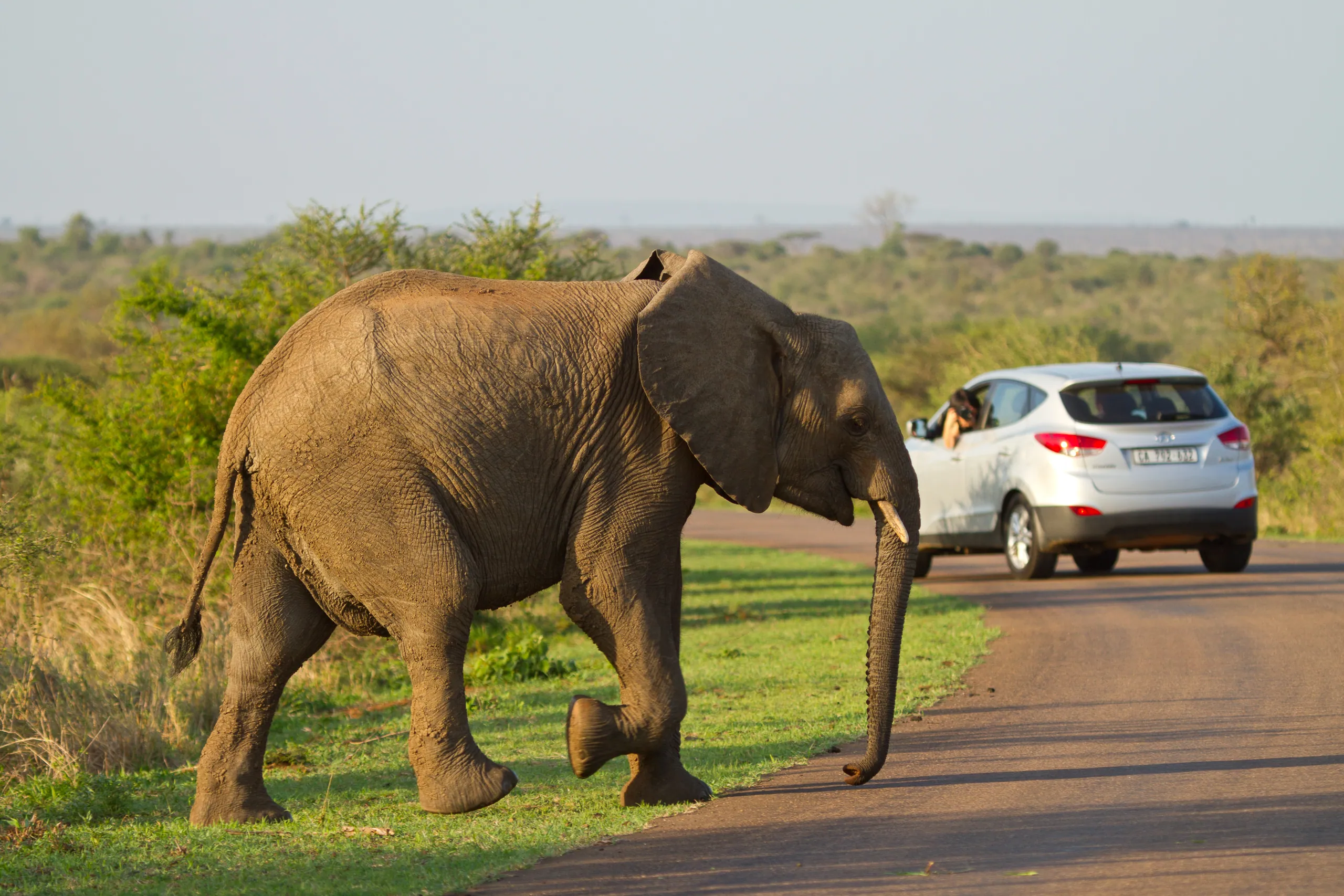 African Elephant and Car