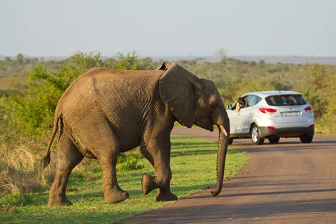 African Elephant and Car