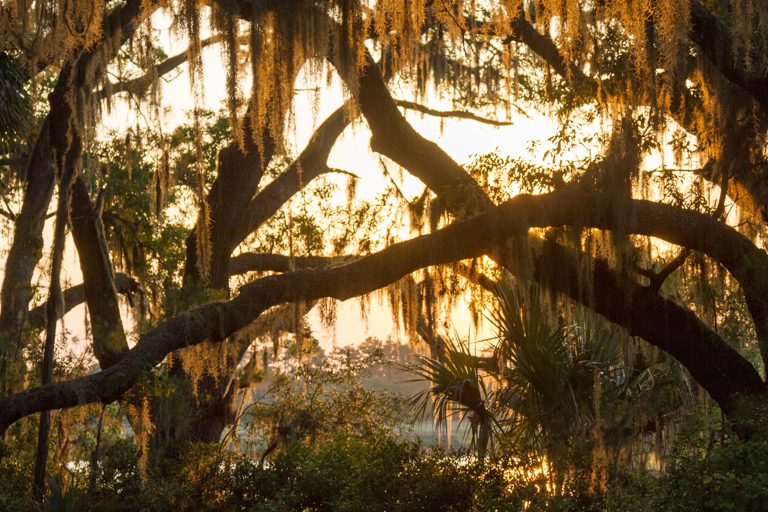 Live Oaks at Sunset, Botany Bay, Edisto Island