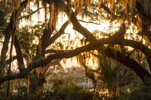 Live Oaks at Sunset, Botany Bay, Edisto Island