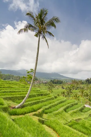Jatuliwiyah Rice Terraces