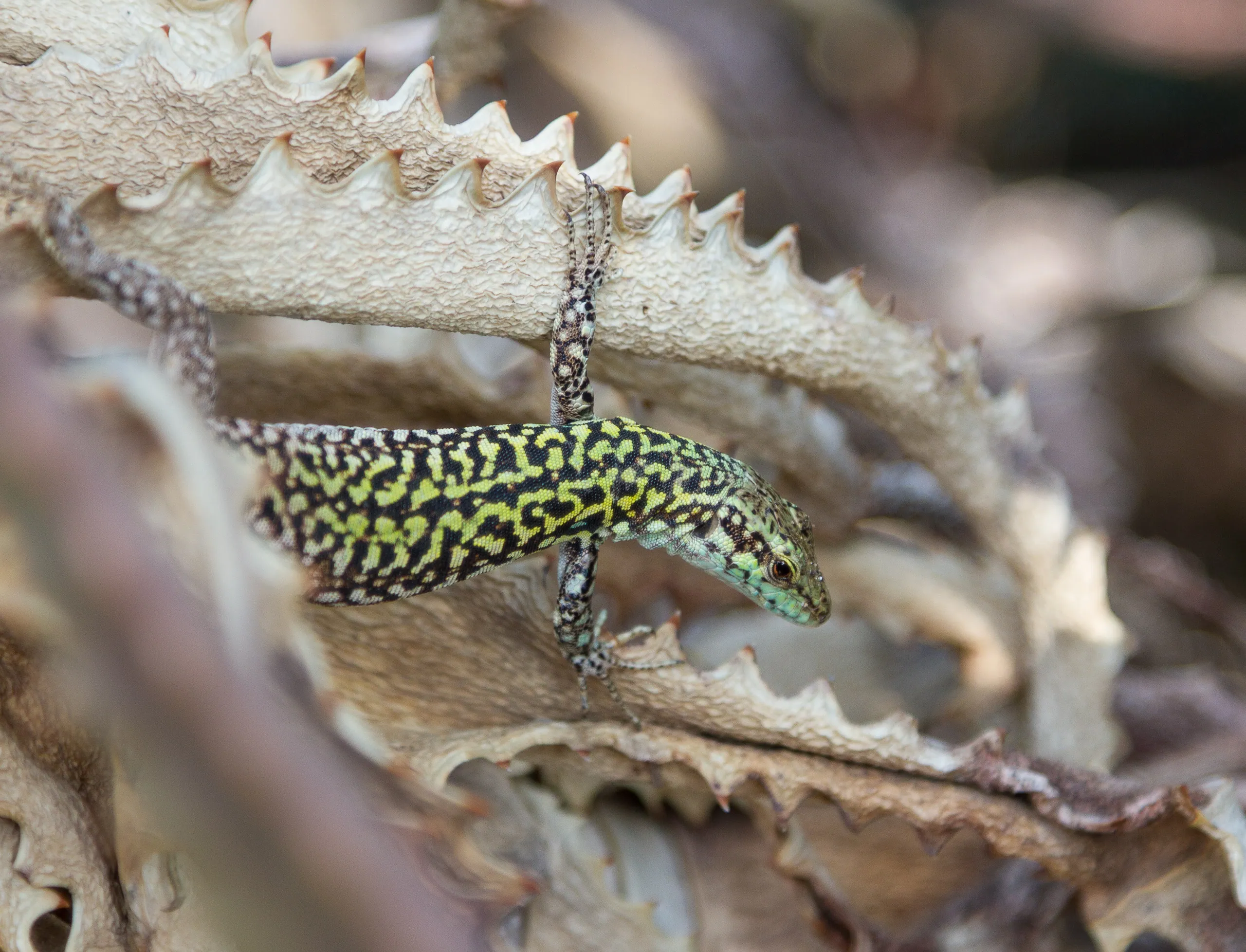 Lizard, Palermo Botanical Garden