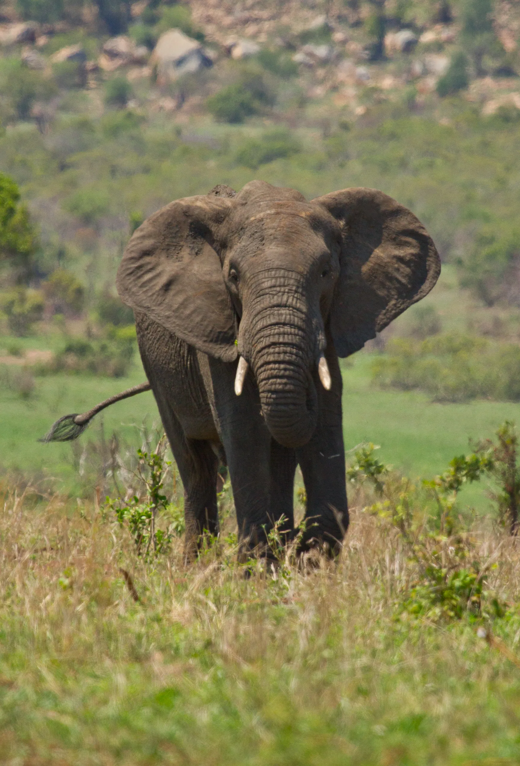 African Elephant