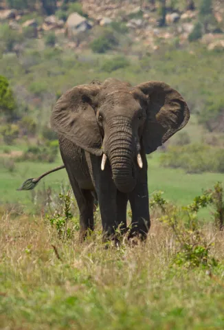 African Elephant