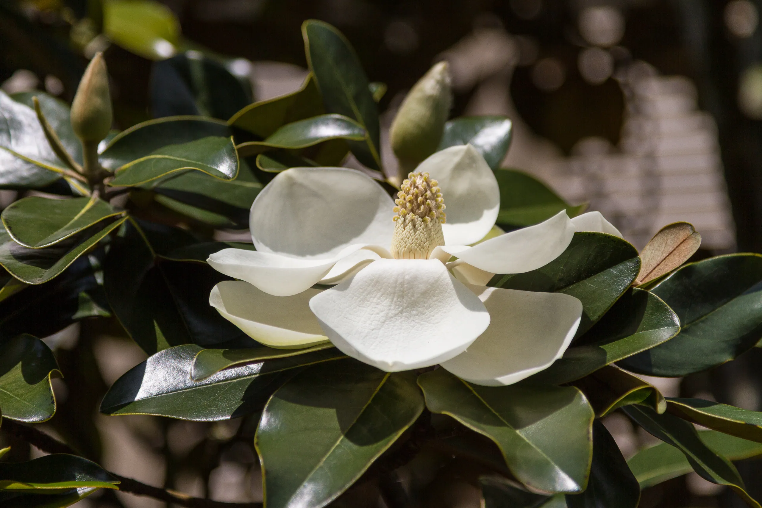 Magnolia Blossom