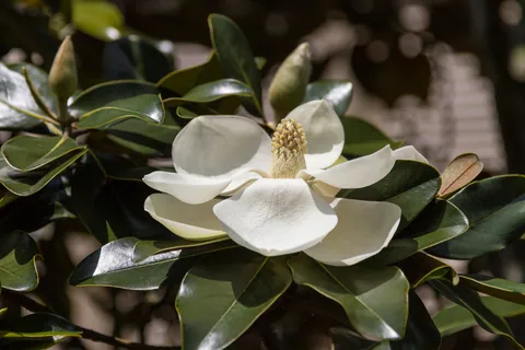 Magnolia Blossom