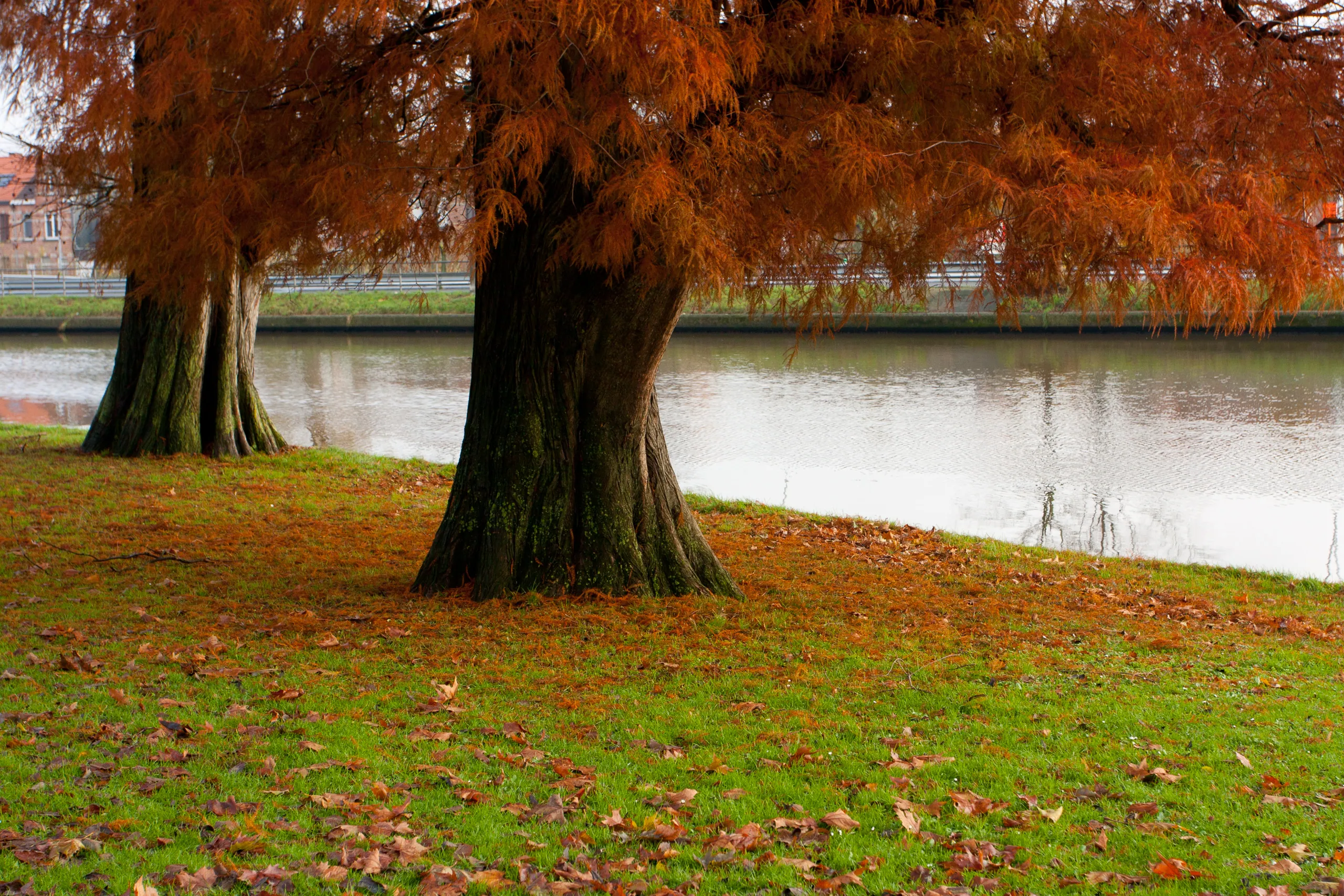 Rust Tree, Bruges