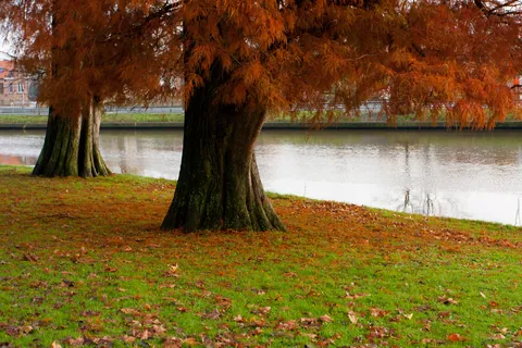 Rust Tree, Bruges