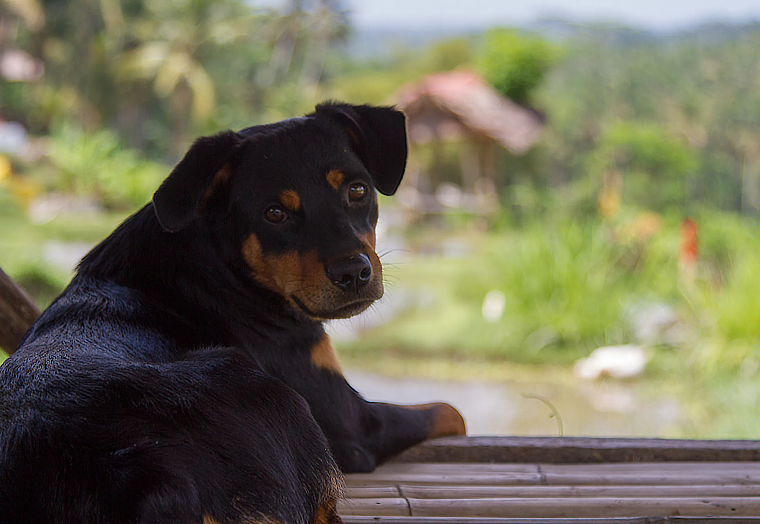 Stray dog sheltering from the sun, Kedewatan Village, Sayan