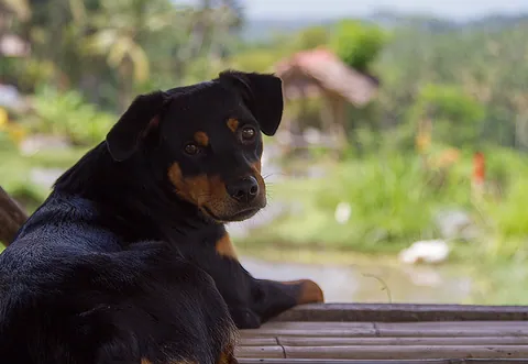 Stray dog sheltering from the sun, Kedewatan Village, Sayan