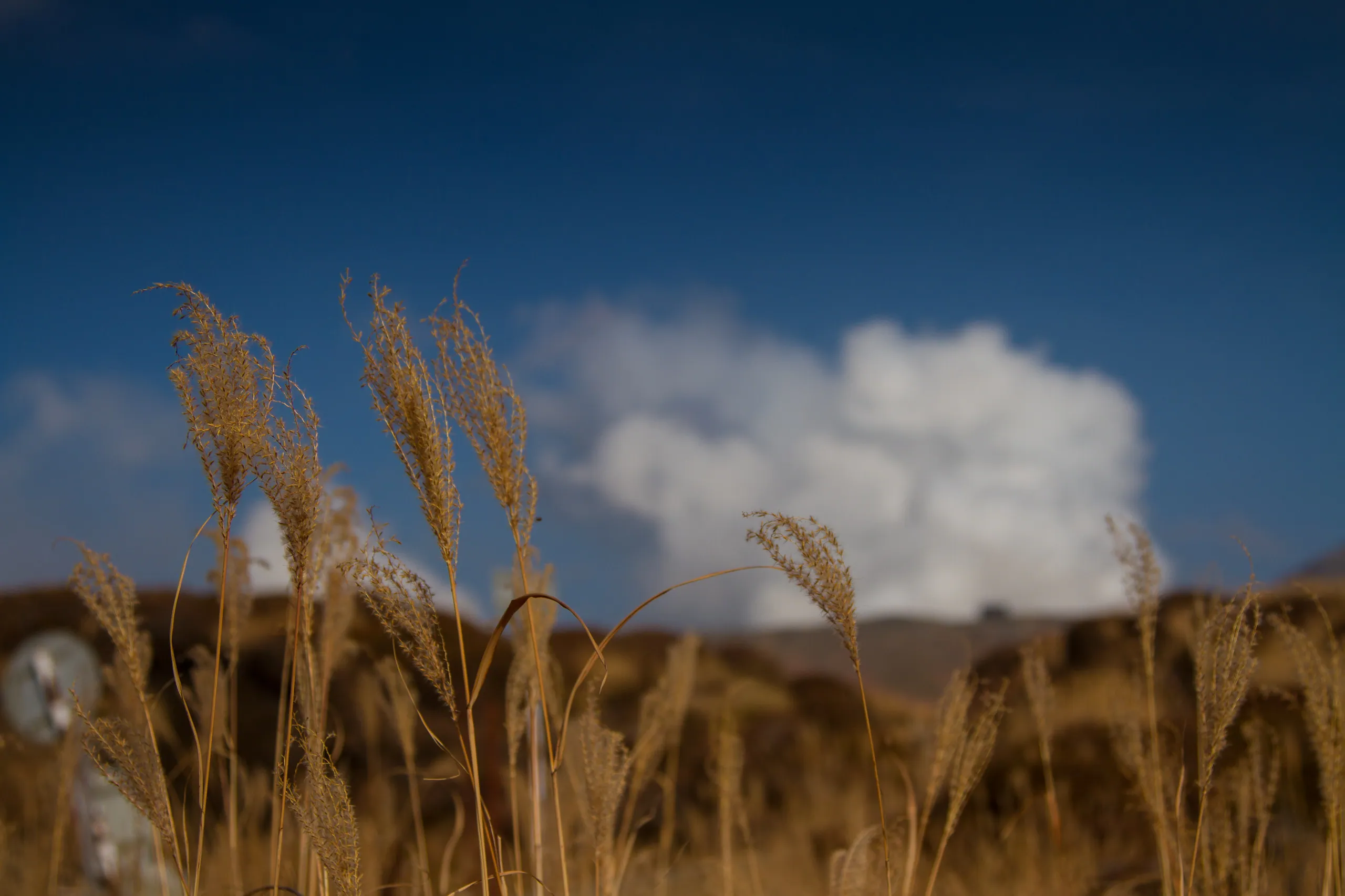 Tall Grasses on Mount Aso