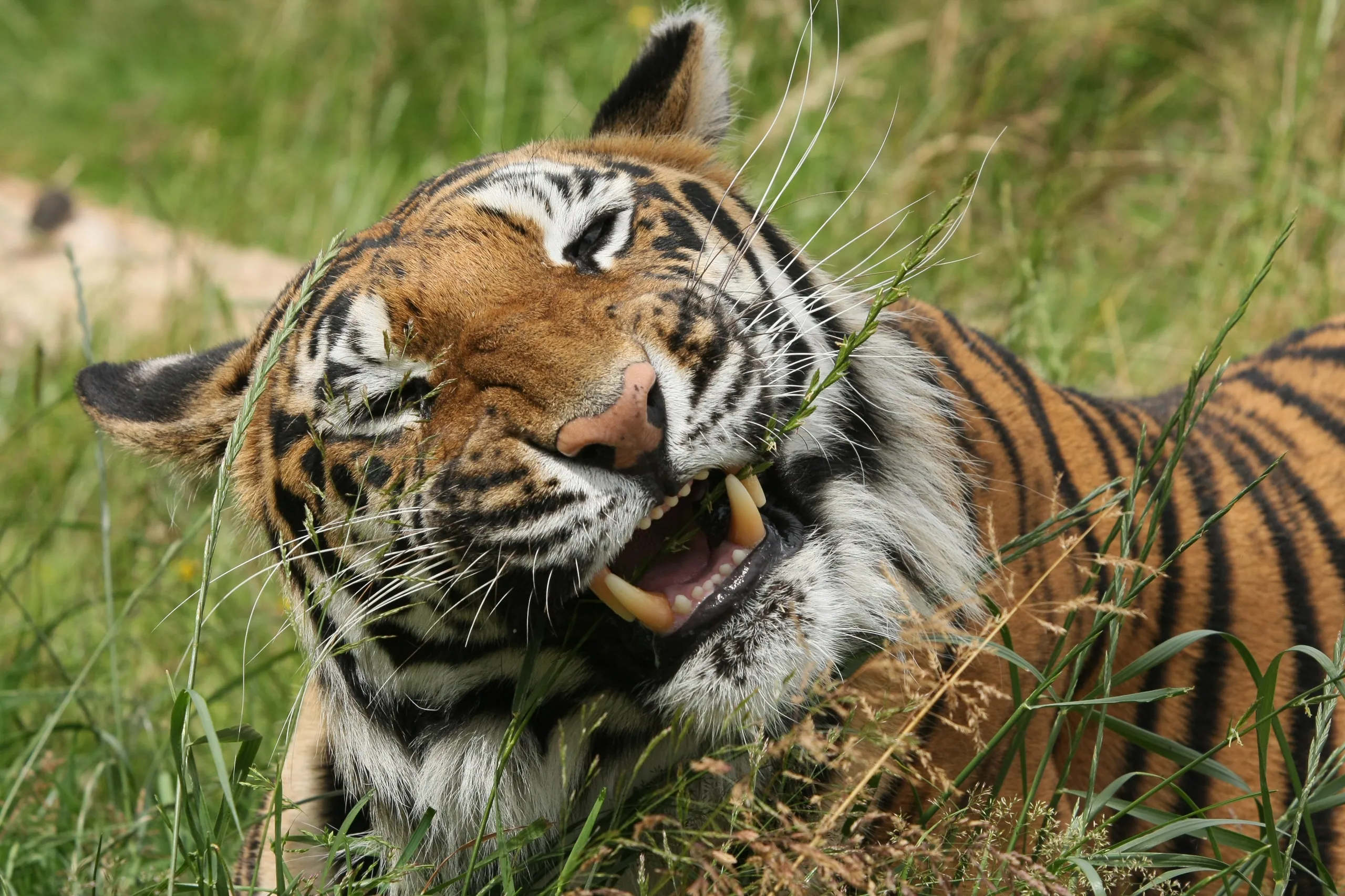 Tiger Life