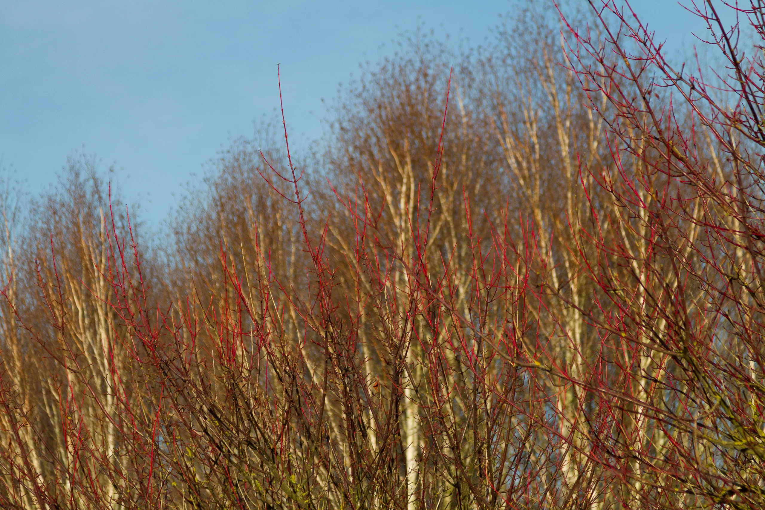 Contrasts, Winter Colour, Winter Garden at Anglesey Abbey