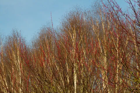Contrasts, Winter Colour, Winter Garden at Anglesey Abbey