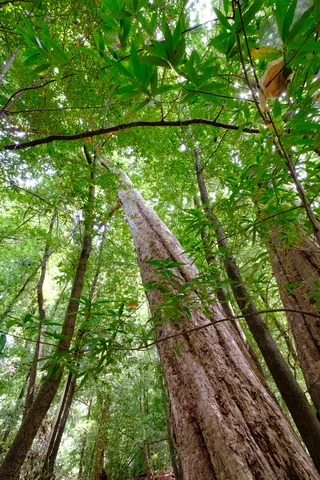 Henry Cowell Redwoods State Park