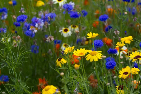 Wildflowers of the Olympic Park