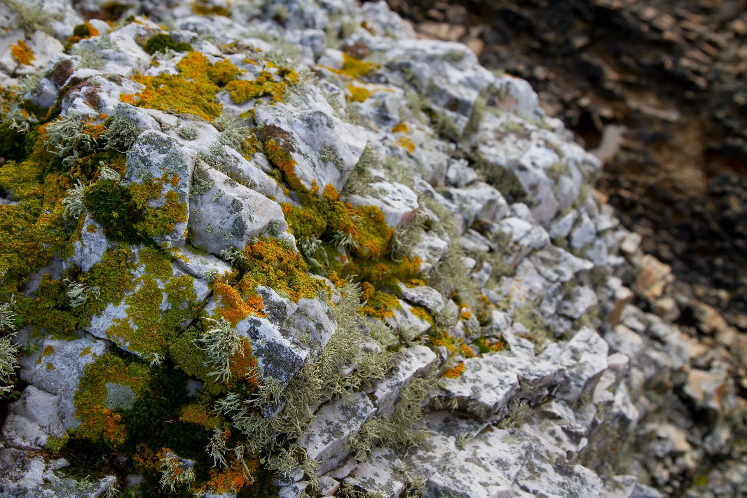Ord Beach - Rock Detail
