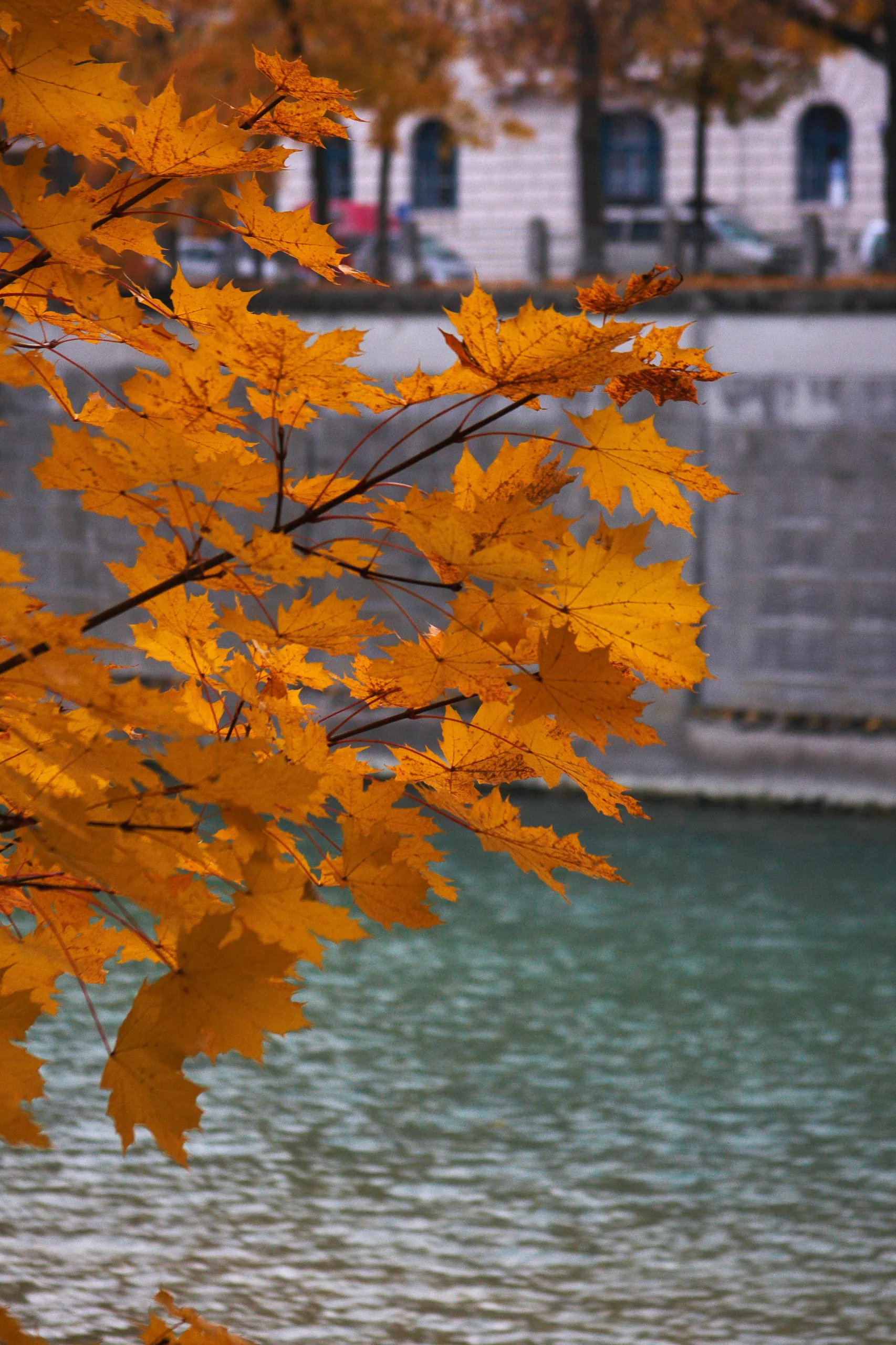 Autumn Colours in the Englischer Garten
