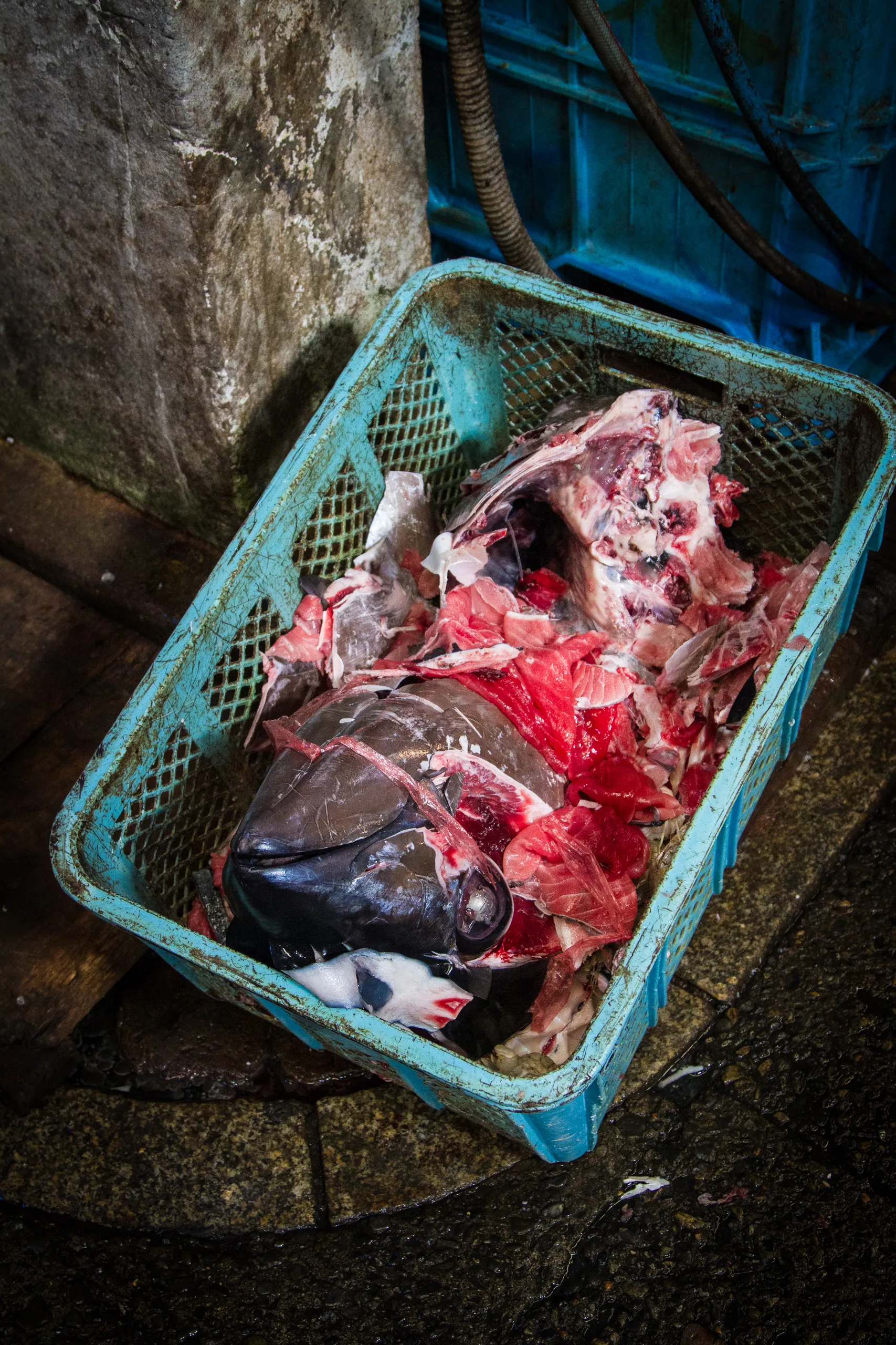 Discarded tuna head and scraps, Tsukiji Fish Market