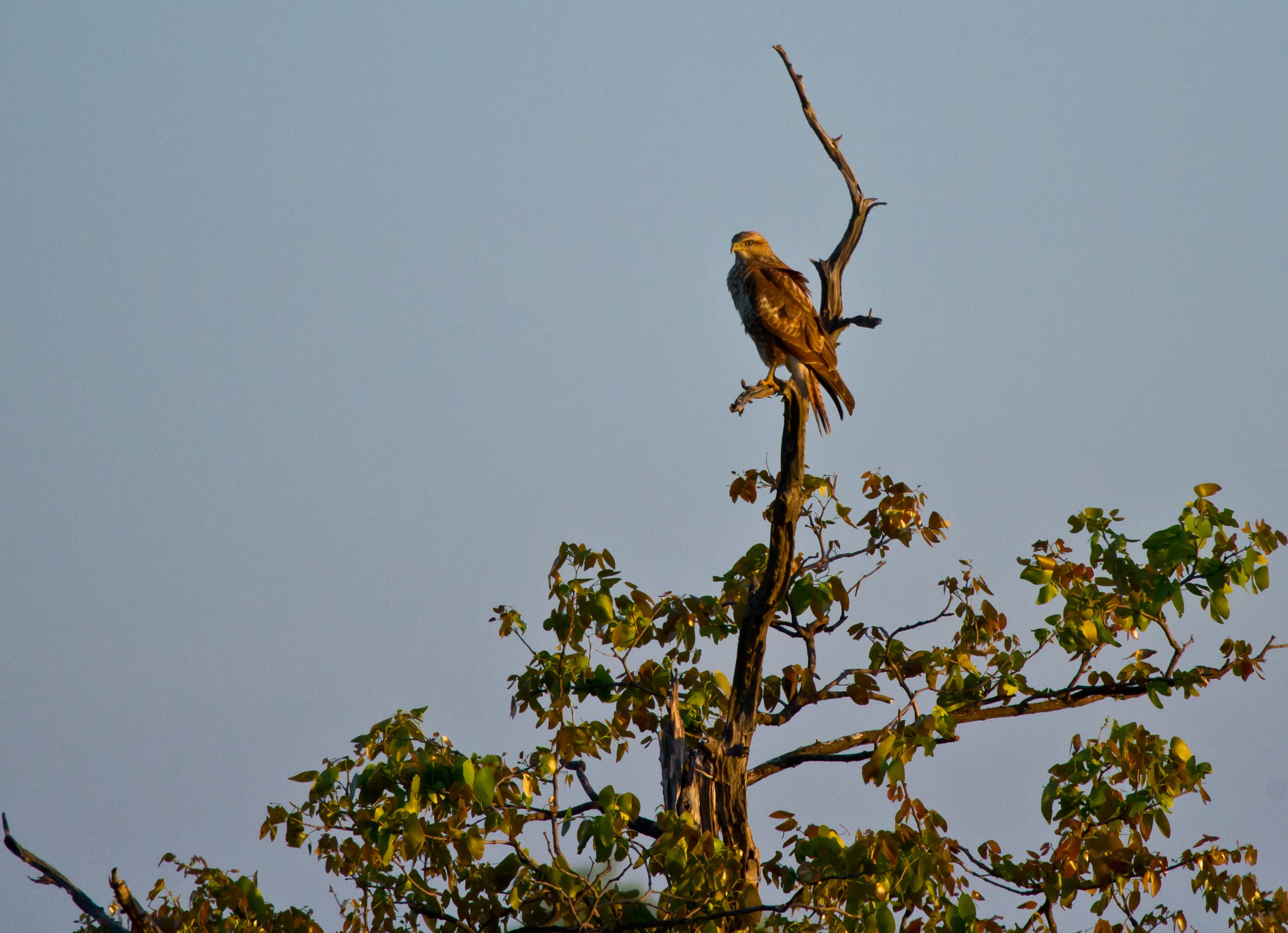 Common/Steppe Buzzard, Kruger National Park, South Africa