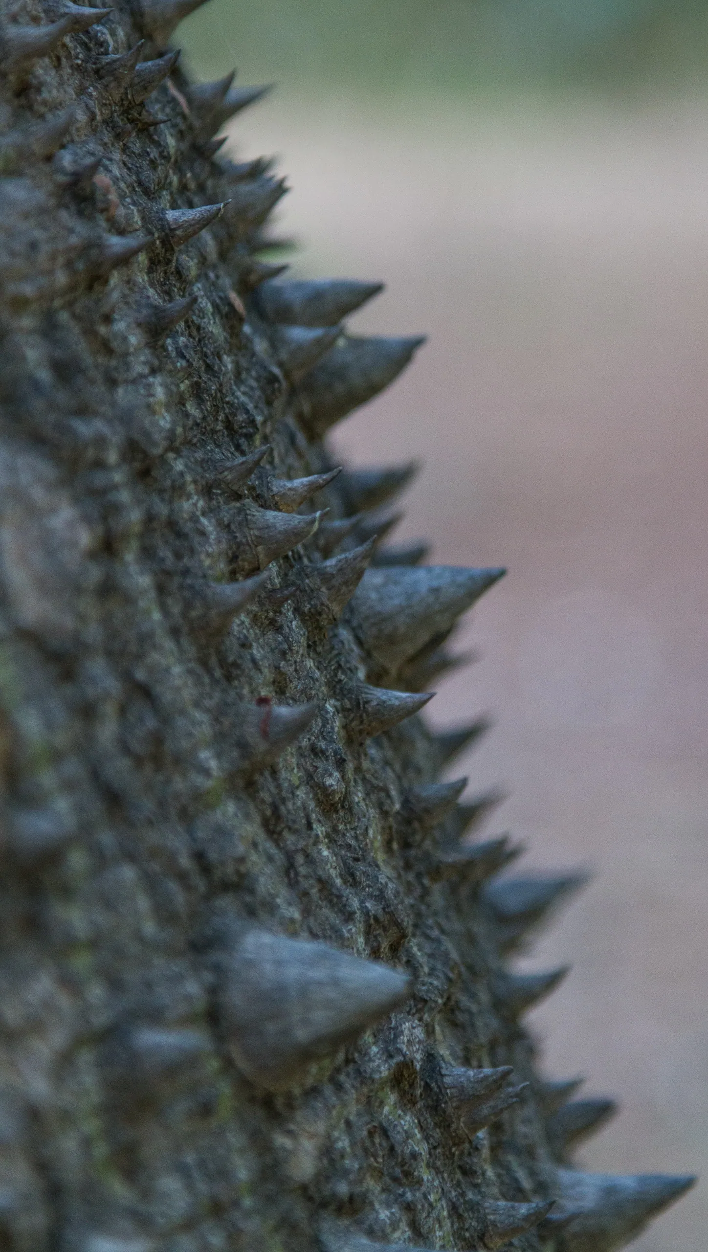 Tree detail, Palermo Botanical Gardens