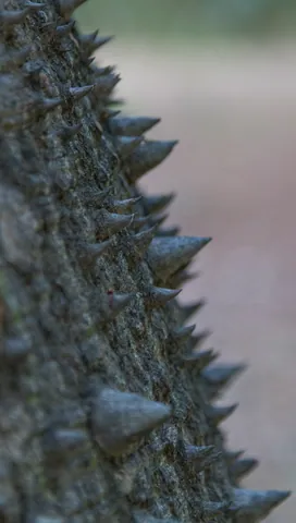 Tree detail, Palermo Botanical Gardens