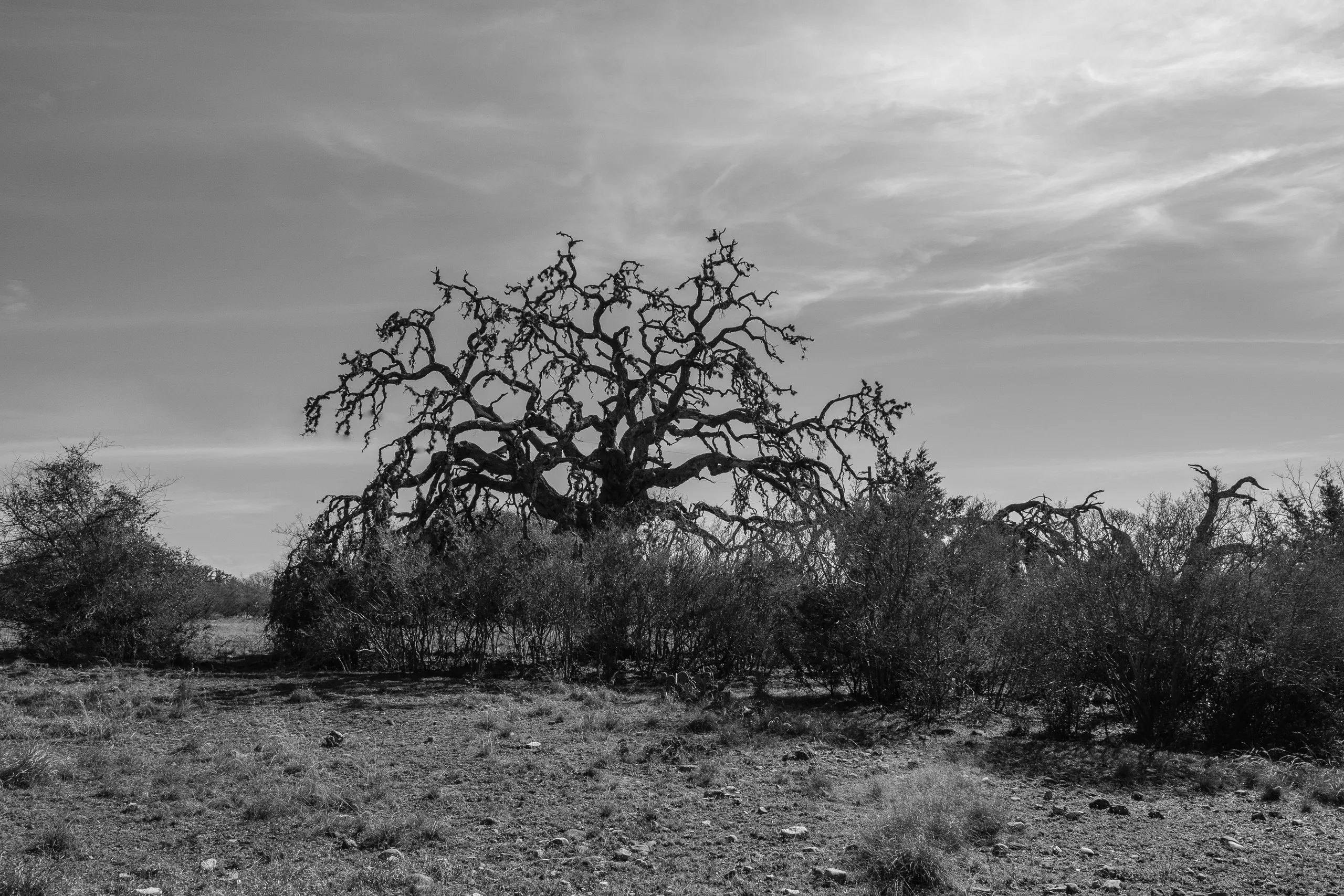 Oak Rot, Rusty Bend Ranch, Comfort, TX