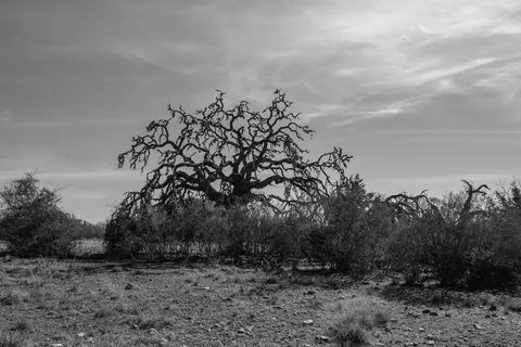 Oak Rot, Rusty Bend Ranch, Comfort, TX