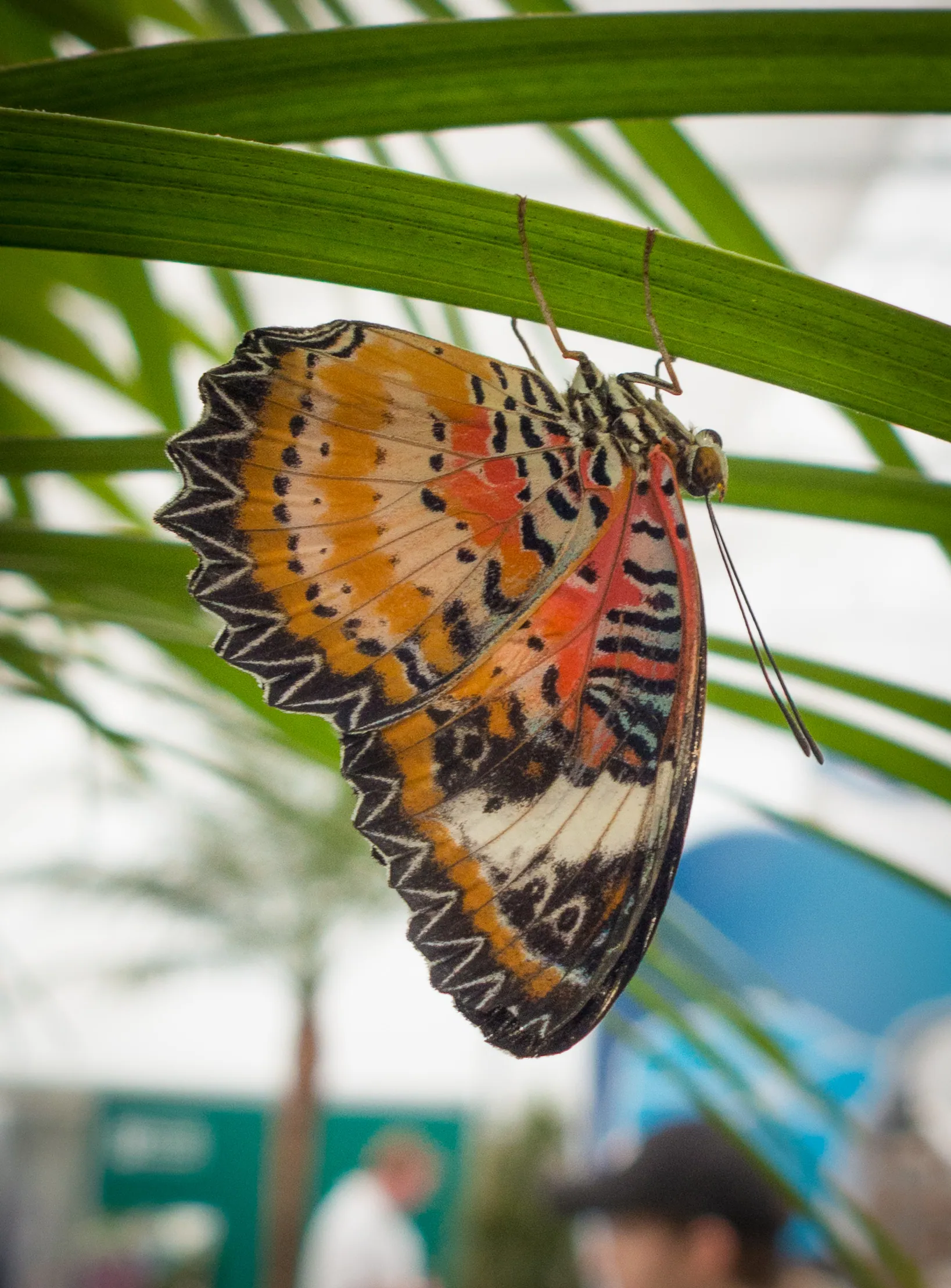 Red Lacewing