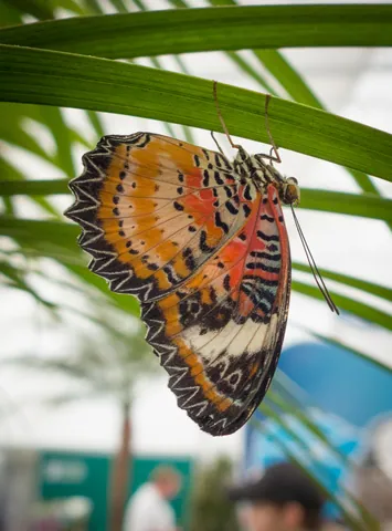 Red Lacewing