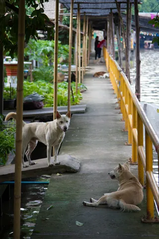 Stray Dogs of Khlong Lat Mayom Floating Market, Bangkok
