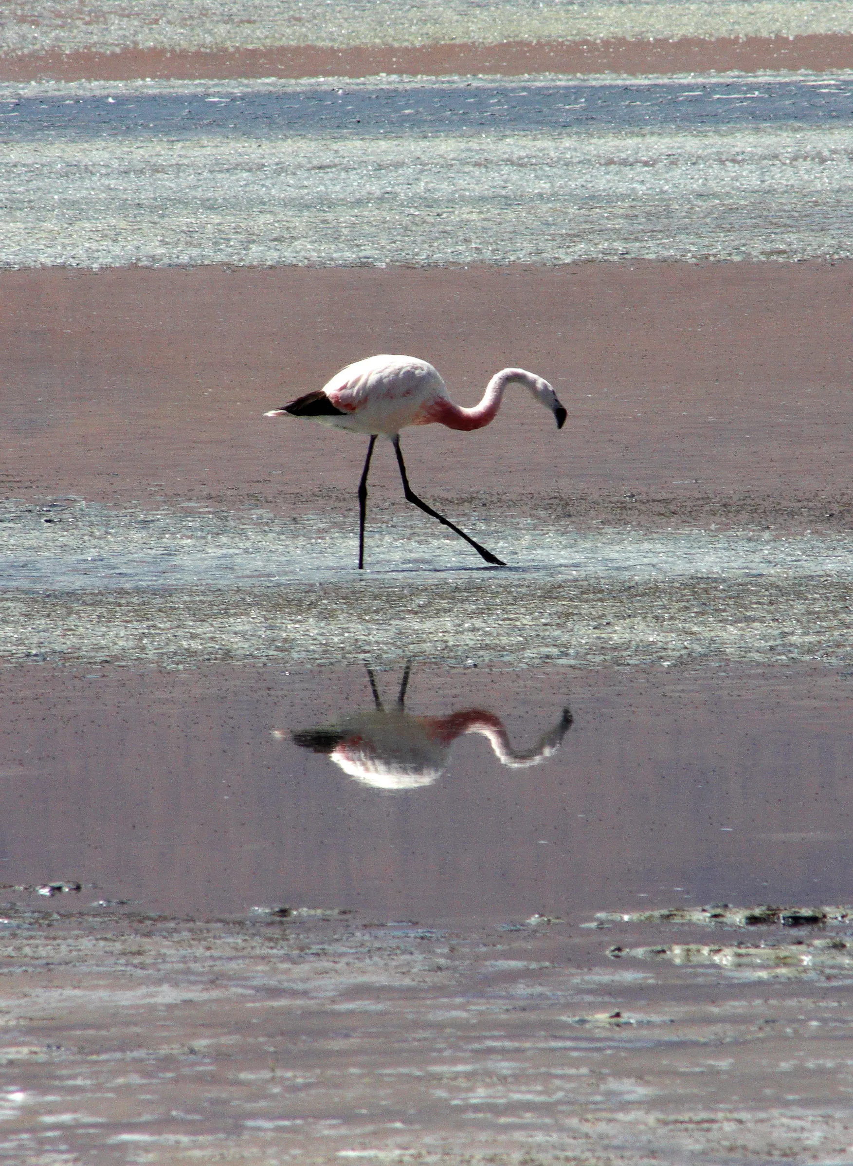 Flamingo in the Minerals