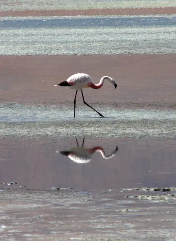 Flamingo in the Minerals