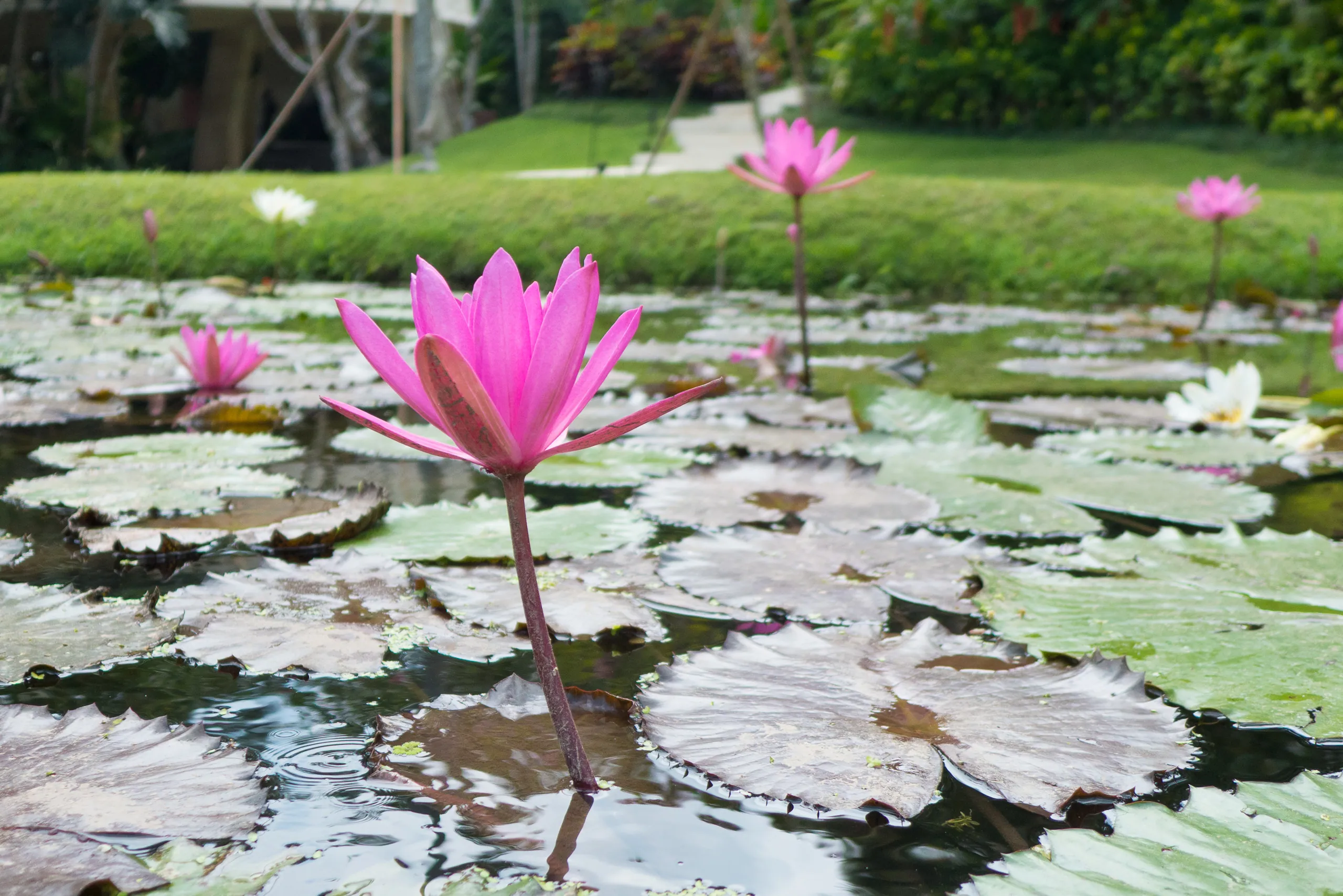 Lotus Pond, Four Seasons Sayan