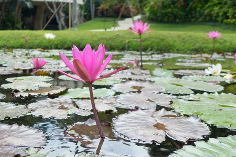 Lotus Pond, Four Seasons Sayan