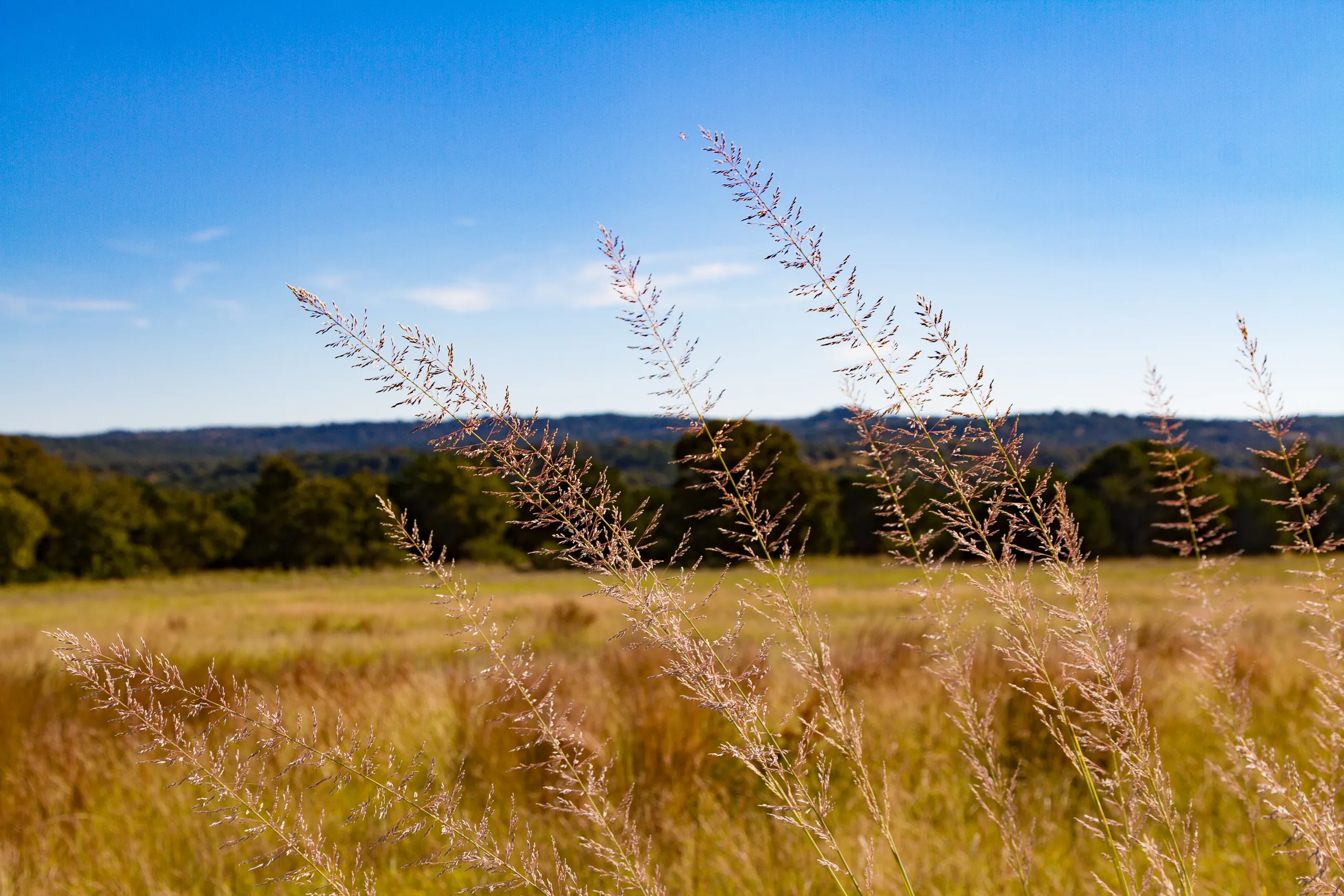 Canyon Wren Ranch - Native Grasses