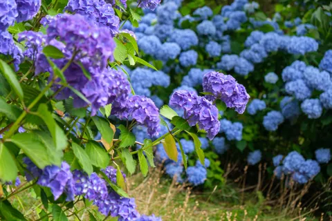Hydrangeas, Trelissick Gardens